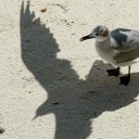 สมาชิกหมายเลข 4195059