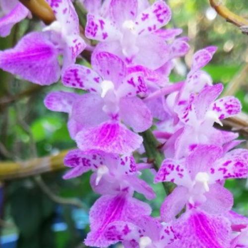 สมาชิกหมายเลข 5101442