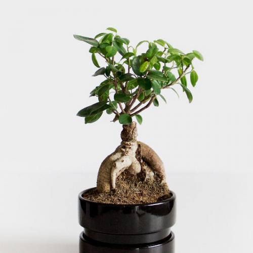 สมาชิกหมายเลข 6411246