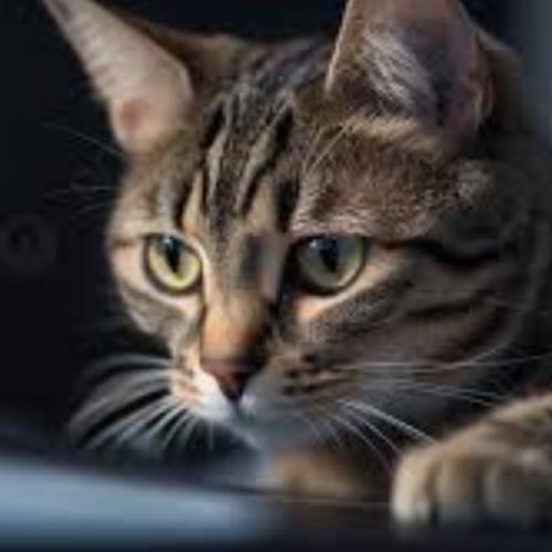 สมาชิกหมายเลข 7855865