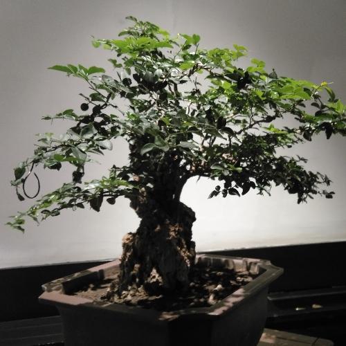 สมาชิกหมายเลข 3935574