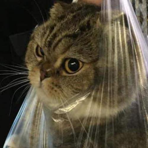 สมาชิกหมายเลข 5818533