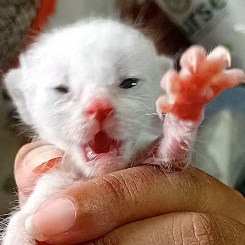 สมาชิกหมายเลข 8911403