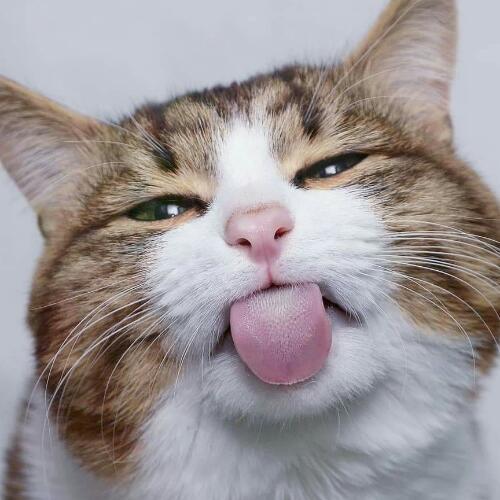 สมาชิกหมายเลข 4597140