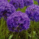 ลำธารสีม่วง