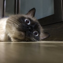 สมาชิกหมายเลข 1942623