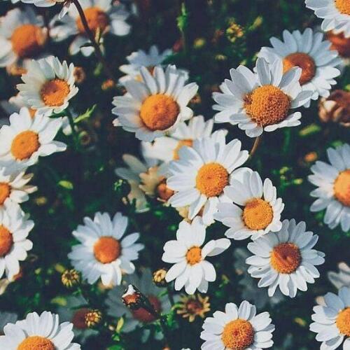 สมาชิกหมายเลข 4945474