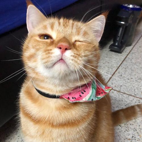 สมาชิกหมายเลข 5617336