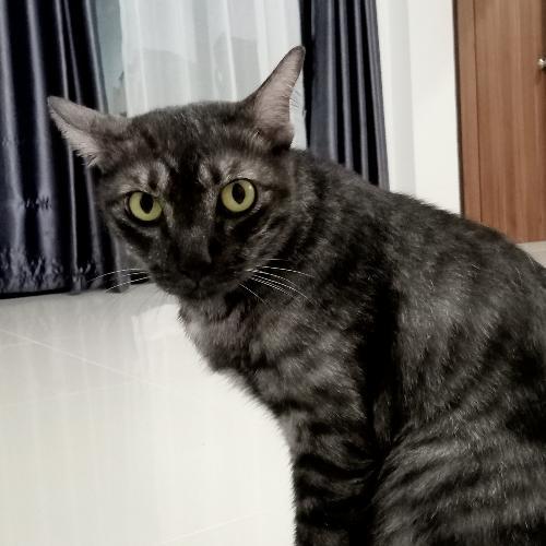 สมาชิกหมายเลข 4524647