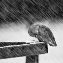 สมาชิกหมายเลข 3733792