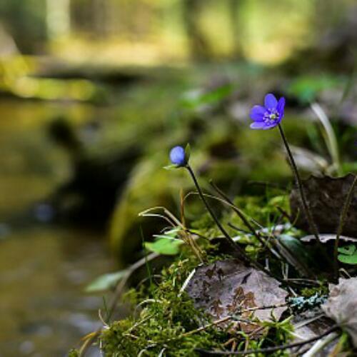 สมาชิกหมายเลข 4445777