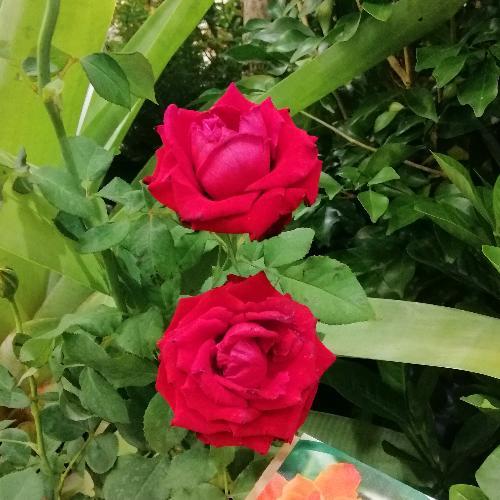 สมาชิกหมายเลข 1526944