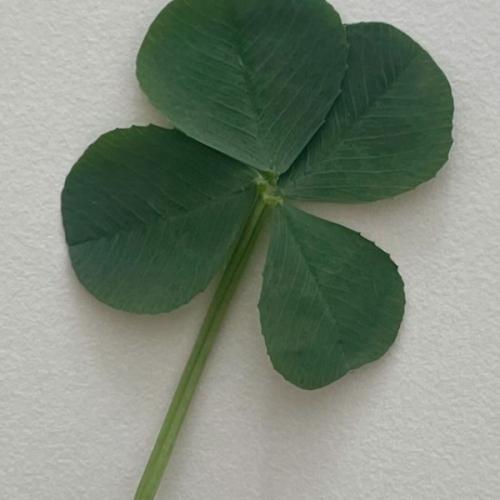 สมาชิกหมายเลข 8915799