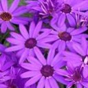 น้องป่องศรี