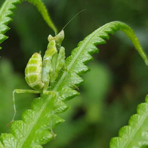 สมาชิกหมายเลข 4598291