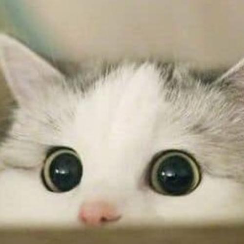 สมาชิกหมายเลข 5345009