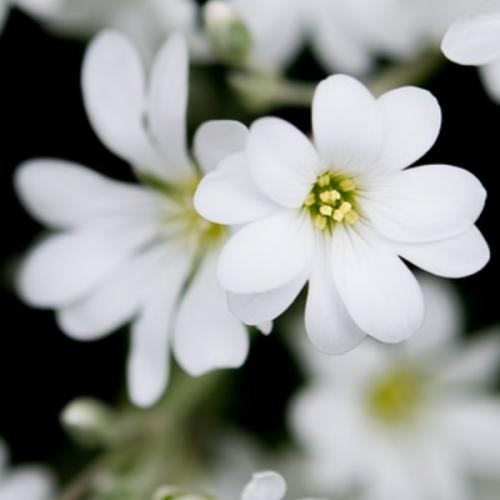 สมาชิกหมายเลข 5821404