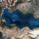 สมาชิกหมายเลข 2580990