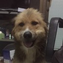 Shadow of The Merchant