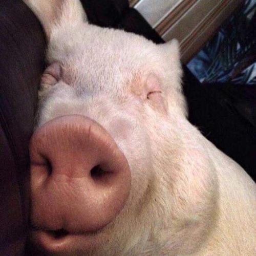 สมาชิกหมายเลข 3590578