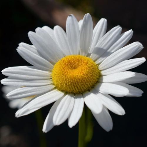 สมาชิกหมายเลข 5345745