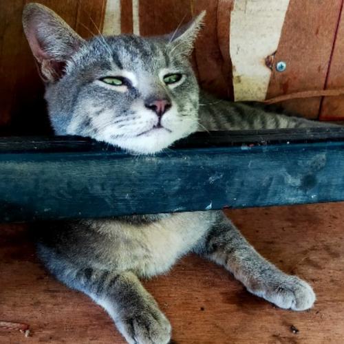 สมาชิกหมายเลข 6424590