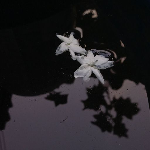 สมาชิกหมายเลข 9335112