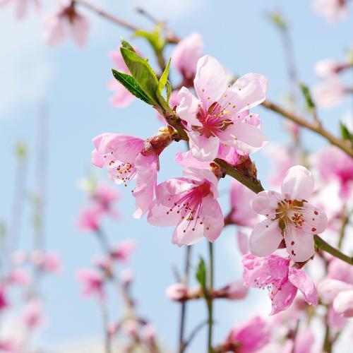 สมาชิกหมายเลข 4947074