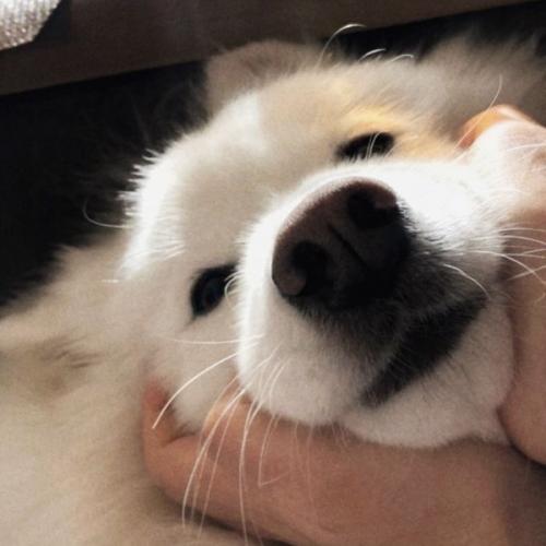 สมาชิกหมายเลข 2953503