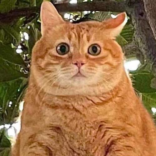 สมาชิกหมายเลข 4850661