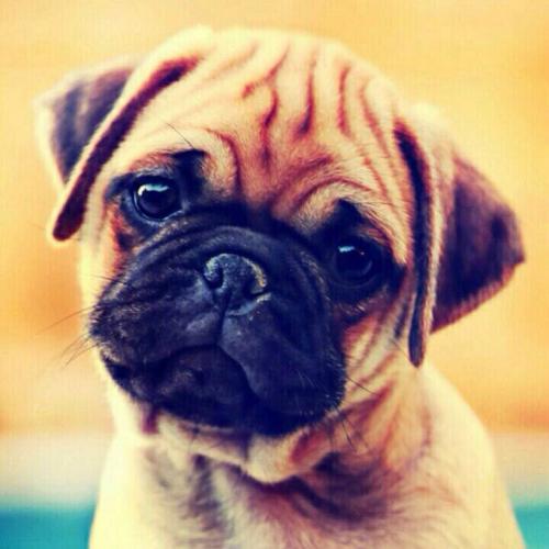 สมาชิกหมายเลข 775916