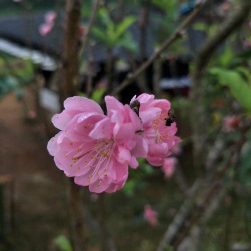 กลีบดอกมู่หลั่น