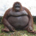 สมาชิกหมายเลข 4480534