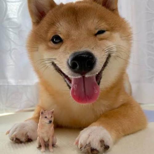 สมาชิกหมายเลข 6126569