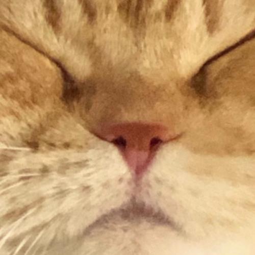 หนมปังขิง