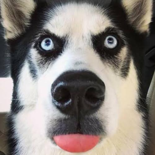 สมาชิกหมายเลข 8731228