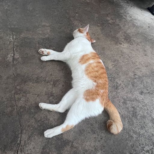 สมาชิกหมายเลข 9338236