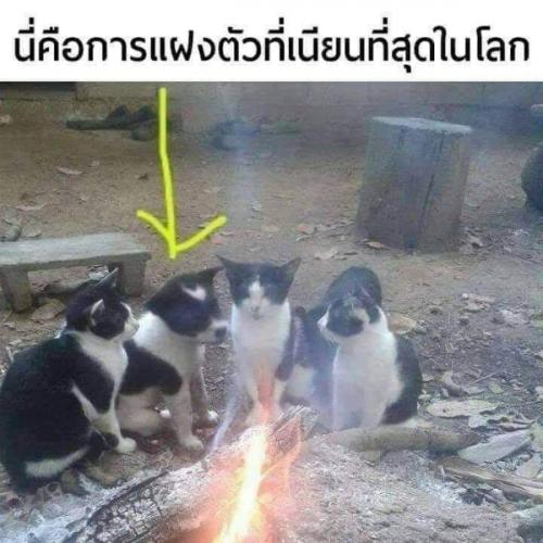 สมาชิกหมายเลข 3683991