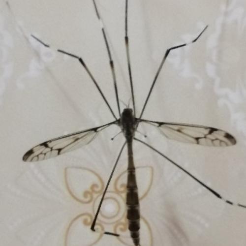 สมาชิกหมายเลข 6426688