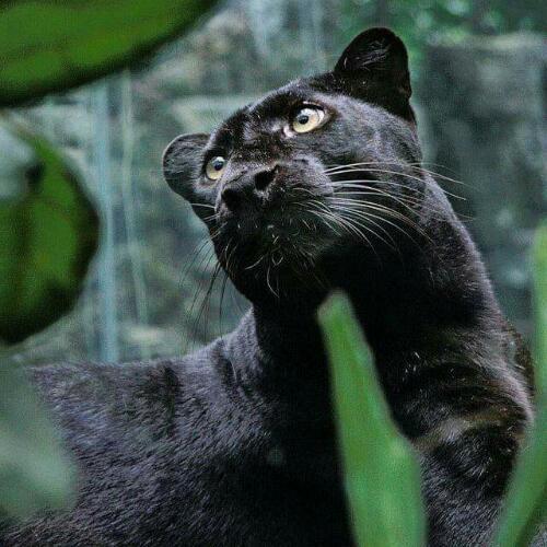 สมาชิกหมายเลข 4388600