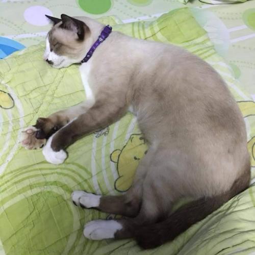 สมาชิกหมายเลข 4592234