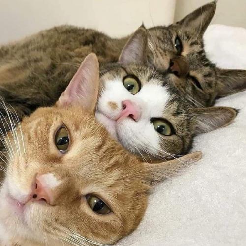 สมาชิกหมายเลข 4949162