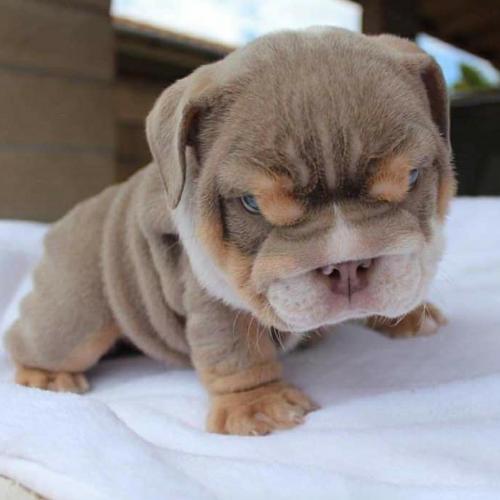 สมาชิกหมายเลข 4495373