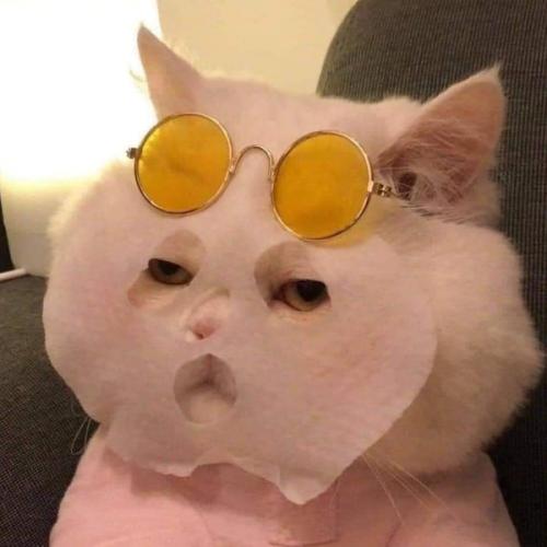 แมวมาร์สหน้า