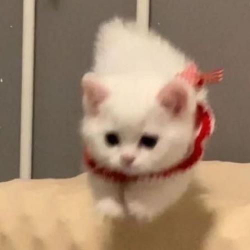 สมาชิกหมายเลข 5320588