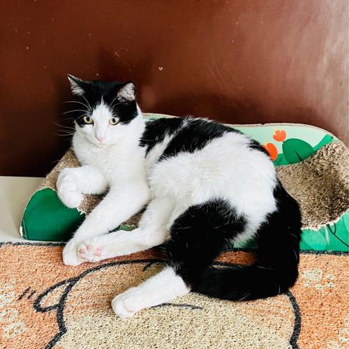 คุณนายลิงจิ๋ว