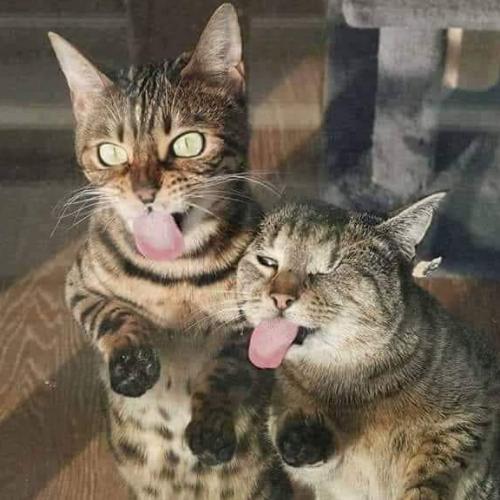 สมาชิกหมายเลข 4949131