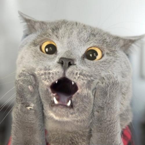 สมาชิกหมายเลข 4949395