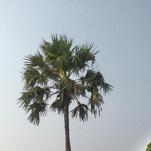 สมาชิกหมายเลข 5295668