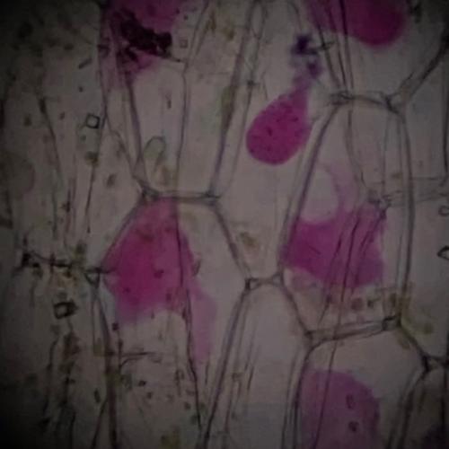 สมาชิกหมายเลข 7121817